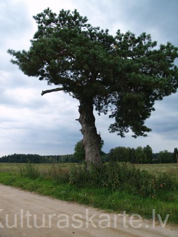 Kalnaābrantu Vilkaču priede. Foto J. Urtāns